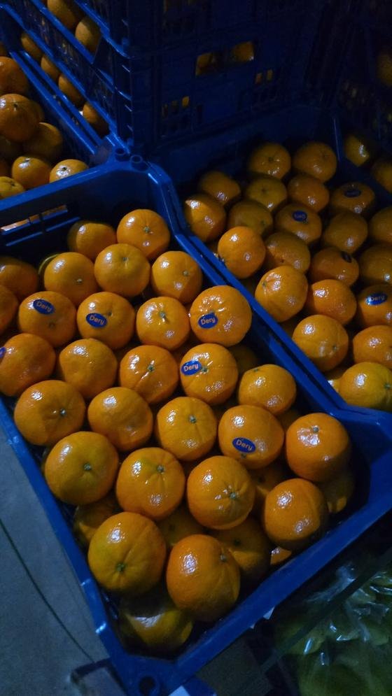 RAHA Freshline saha fotoğrafı — üretim, paketleme ve sevkiyat