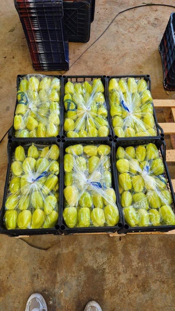 RAHA Freshline saha fotoğrafı — üretim, paketleme ve sevkiyat