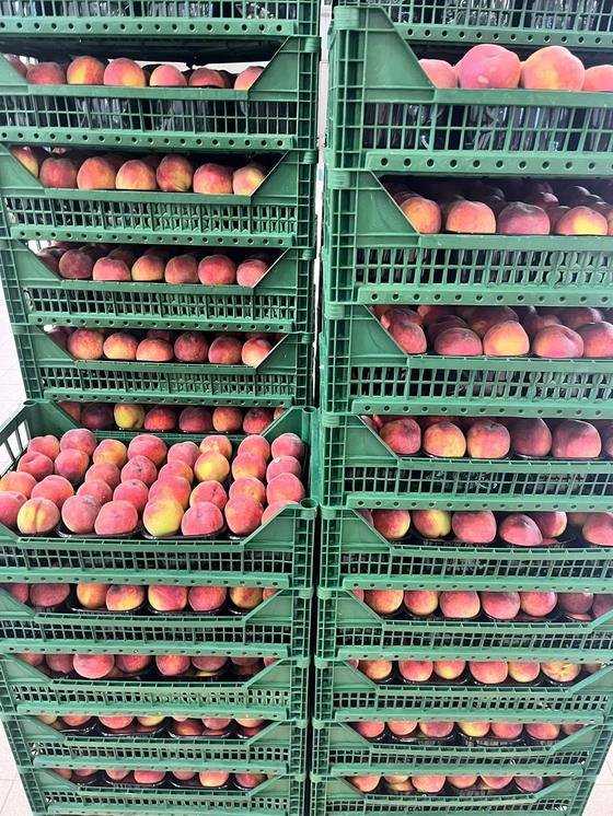 RAHA Freshline saha fotoğrafı — üretim, paketleme ve sevkiyat