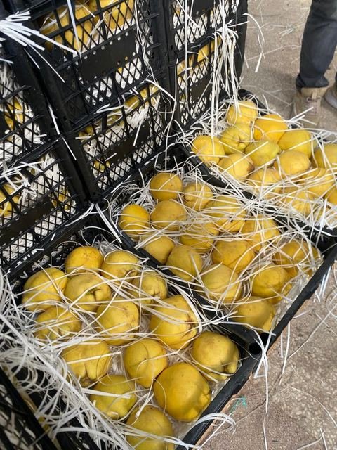 RAHA Freshline saha fotoğrafı — üretim, paketleme ve sevkiyat