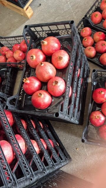 RAHA Freshline saha fotoğrafı — üretim, paketleme ve sevkiyat