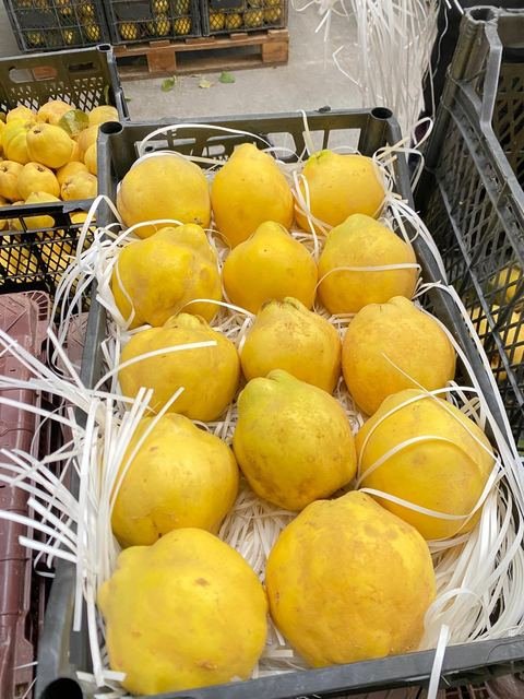 RAHA Freshline saha fotoğrafı — üretim, paketleme ve sevkiyat