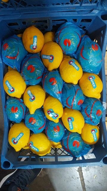 RAHA Freshline saha fotoğrafı — üretim, paketleme ve sevkiyat