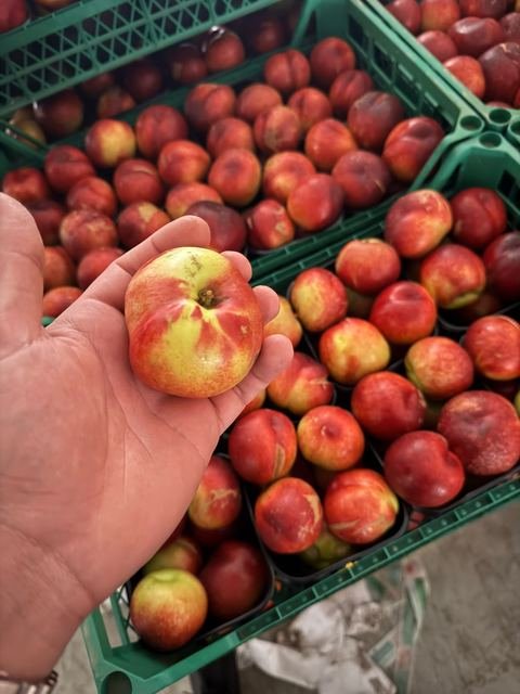 RAHA Freshline saha fotoğrafı — üretim, paketleme ve sevkiyat