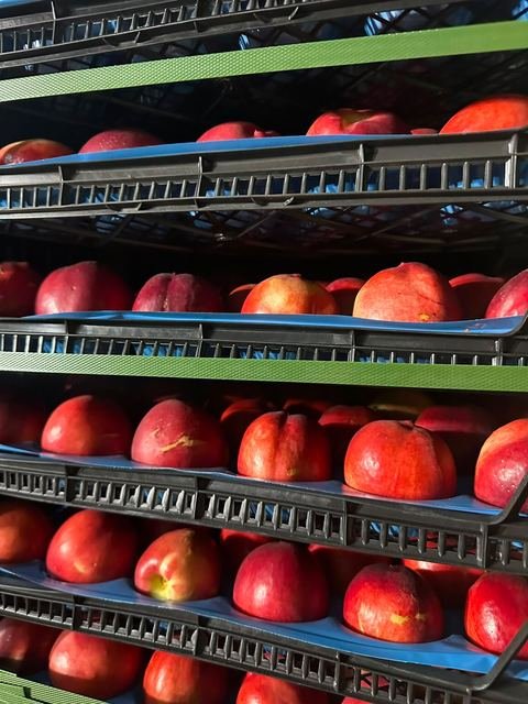 RAHA Freshline saha fotoğrafı — üretim, paketleme ve sevkiyat