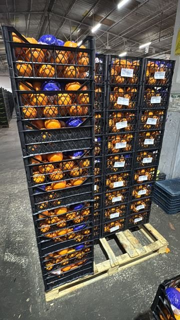 RAHA Freshline saha fotoğrafı — üretim, paketleme ve sevkiyat