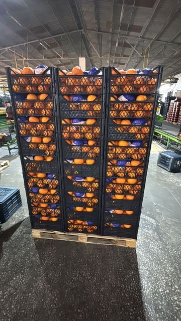 RAHA Freshline saha fotoğrafı — üretim, paketleme ve sevkiyat