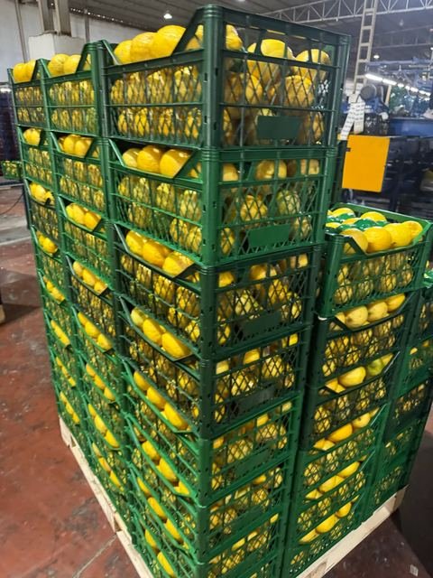 RAHA Freshline saha fotoğrafı — üretim, paketleme ve sevkiyat