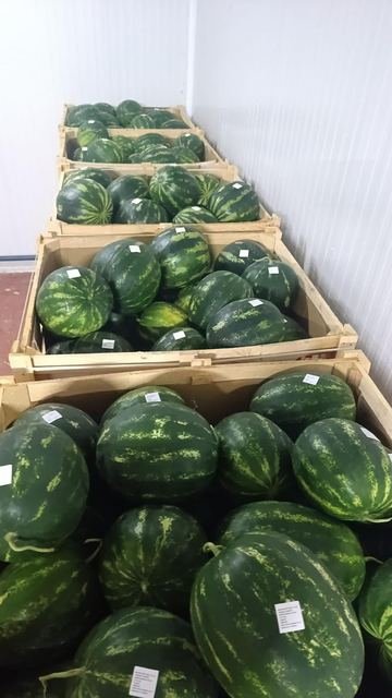 RAHA Freshline saha fotoğrafı — üretim, paketleme ve sevkiyat