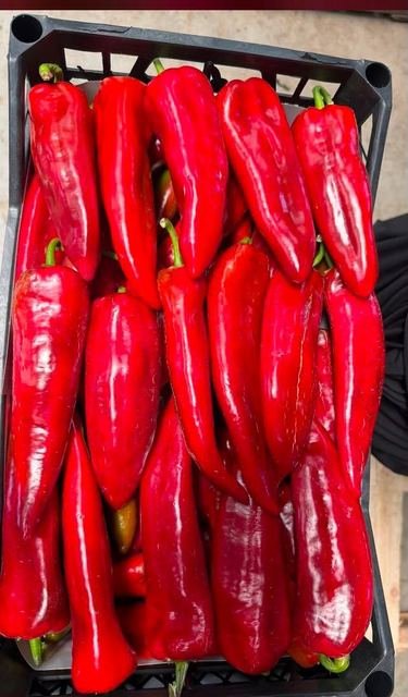 RAHA Freshline saha fotoğrafı — üretim, paketleme ve sevkiyat