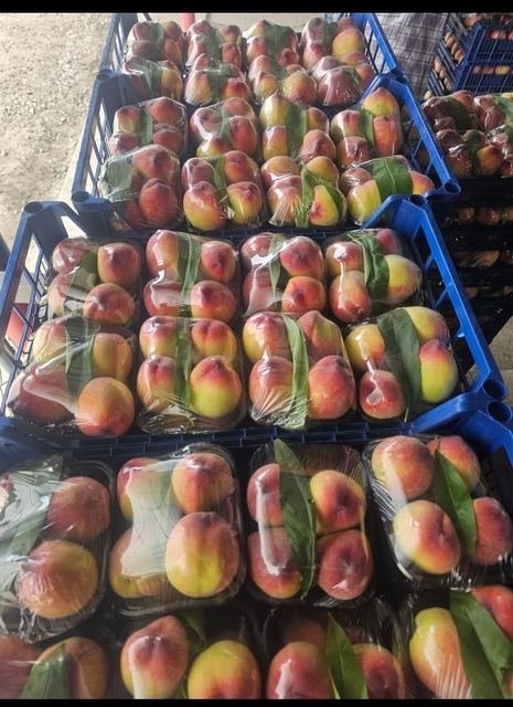 RAHA Freshline saha fotoğrafı — üretim, paketleme ve sevkiyat