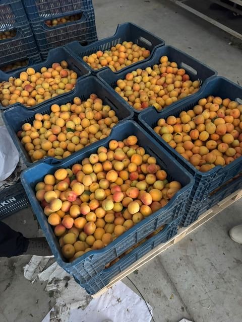 RAHA Freshline saha fotoğrafı — üretim, paketleme ve sevkiyat