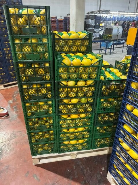 RAHA Freshline saha fotoğrafı — üretim, paketleme ve sevkiyat