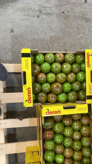 RAHA Freshline saha fotoğrafı — üretim, paketleme ve sevkiyat
