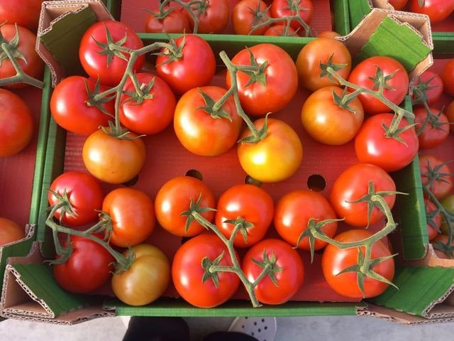 RAHA Freshline saha fotoğrafı — üretim, paketleme ve sevkiyat