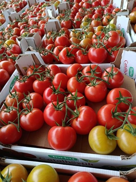 RAHA Freshline saha fotoğrafı — üretim, paketleme ve sevkiyat