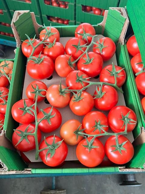 RAHA Freshline saha fotoğrafı — üretim, paketleme ve sevkiyat