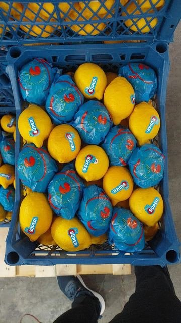 RAHA Freshline saha fotoğrafı — üretim, paketleme ve sevkiyat