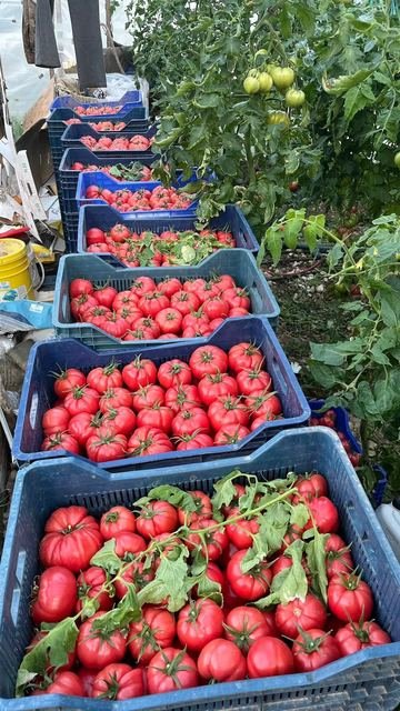 RAHA Freshline saha fotoğrafı — üretim, paketleme ve sevkiyat