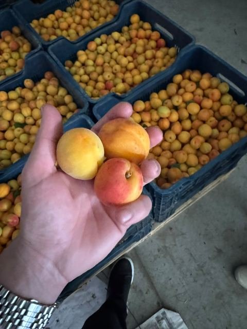 RAHA Freshline saha fotoğrafı — üretim, paketleme ve sevkiyat