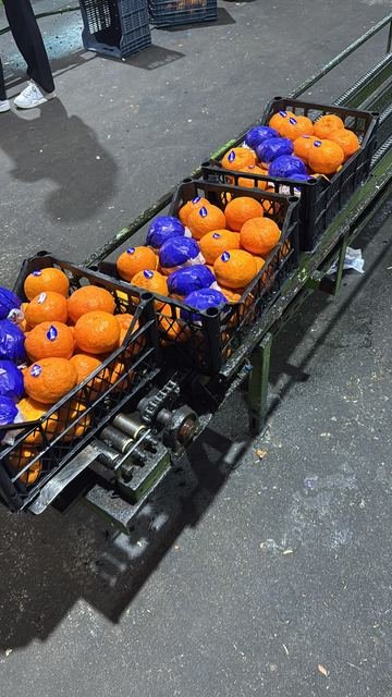 RAHA Freshline saha fotoğrafı — üretim, paketleme ve sevkiyat