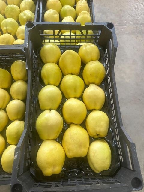 RAHA Freshline saha fotoğrafı — üretim, paketleme ve sevkiyat