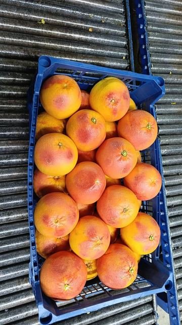 RAHA Freshline saha fotoğrafı — üretim, paketleme ve sevkiyat