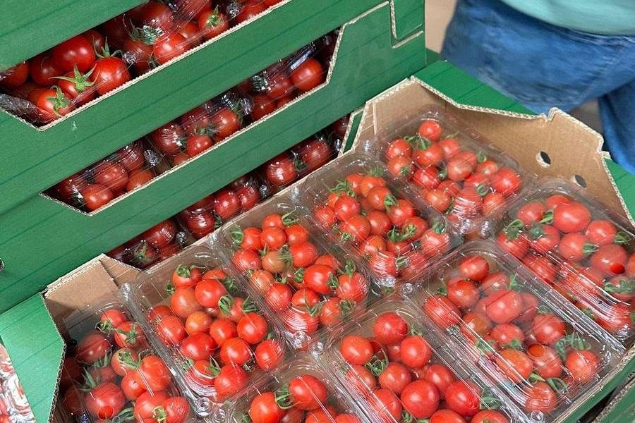 Serada olgunlaşan domatesler